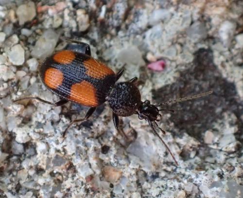 Panagaeus bipustulatus